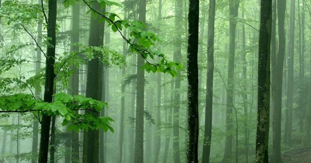 رایحه چوب رایحه چوب