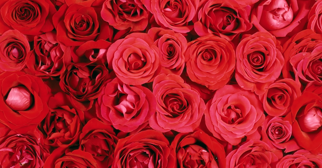 رایحه گل رایحه گل
