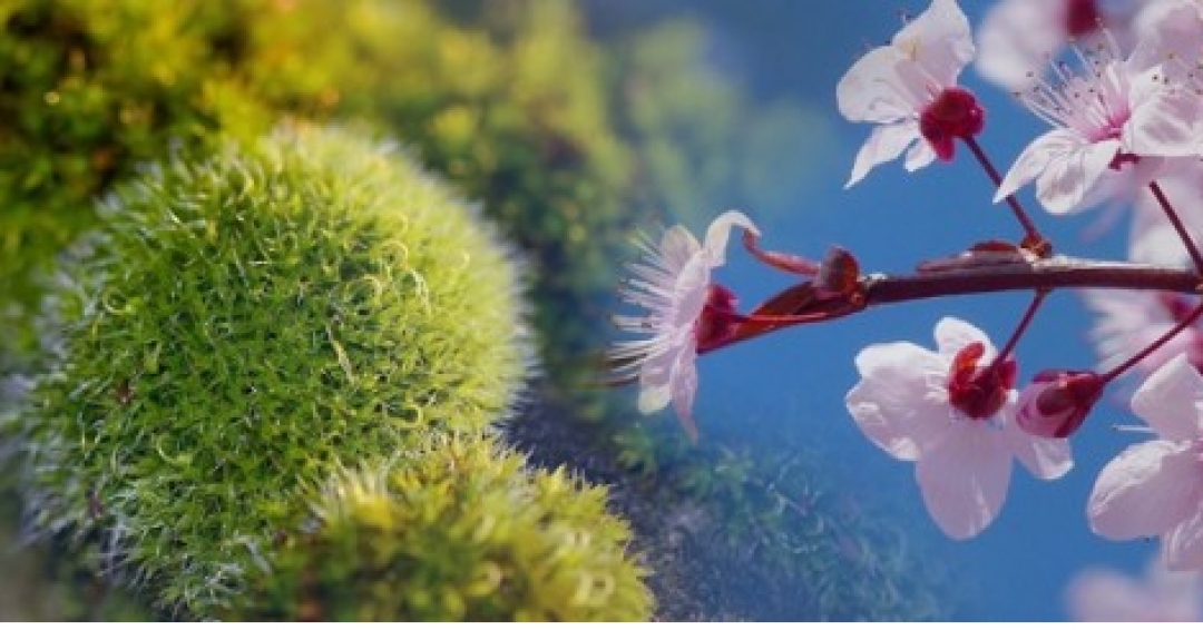 عطرهای شیپر عطرهای شیپر