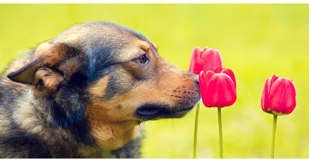 ارتباط بویایی بین گیاهان و حیوانات ارتباط بویایی بین گیاهان و حیوانات