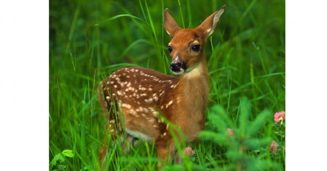 نت های حیوانی در صنعت عطر نت های حیوانی در صنعت عطر